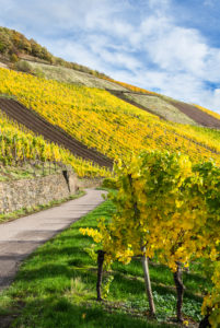 Wirtschaftswege in den herbstlichen Weinbergen von Schweich an der Mosel. Wirtschaftswege in den herbstlichen Weinbergen von Schweich an der Mosel.