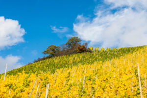 Buntes Weinlaub im Weinberg vor einem teilbewölkten, herbstlichem Himmel. Buntes Weinlaub im Weinberg vor einem teilbewölkten, herbstlichem Himmel.