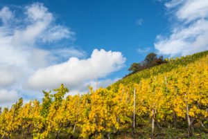 Buntes Weinlaub im Weinberg vor einem teilbewölkten, herbstlichem Himmel. Buntes Weinlaub im Weinberg vor einem teilbewölkten, herbstlichem Himmel.