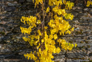Buntes Weinlaub vor einer Schiefermauer. Buntes Weinlaub vor einer Schiefermauer.