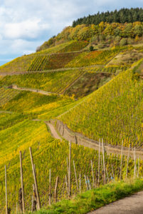 Wirtschaftswege in den herbstlichen Weinbergen von Schweich an der Mosel. Wirtschaftswege in den herbstlichen Weinbergen von Schweich an der Mosel.