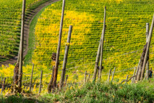 Weinpfähle vor buntem Weinlaub im Weinberg. Weinpfähle vor buntem Weinlaub im Weinberg.