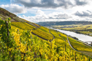 Die Mosel mit herbstlich gefärbten Weinbergen bei Longuich in der Nähe von Trier. Die Mosel mit herbstlich gefärbten Weinbergen bei Longuich in der Nähe von Trier.