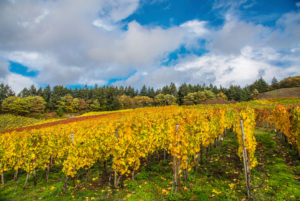 Buntes Weinlaub im Weinberg vor einem teilbewölkten, herbstlichem Himmel. Buntes Weinlaub im Weinberg vor einem teilbewölkten, herbstlichem Himmel.