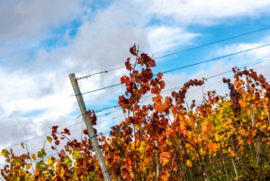 Buntes Weinlaub im Weinberg vor einem teilbewölkten, herbstlichem Himmel. Buntes Weinlaub im Weinberg vor einem teilbewölkten, herbstlichem Himmel.
