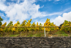 Mauer mit buntem Weinlaub vor einem teilbewölkten, herbstlichem Himmel. Mauer mit buntem Weinlaub vor einem teilbewölkten, herbstlichem Himmel.