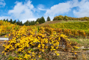 Buntes Weinlaub im Weinberg vor einem teilbewölkten, herbstlichem Himmel. Buntes Weinlaub im Weinberg vor einem teilbewölkten, herbstlichem Himmel.