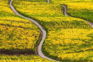 Wirtschaftswege in den herbstlichen Weinbergen von Schweich an der Mosel. Wirtschaftswege in den herbstlichen Weinbergen von Schweich an der Mosel.