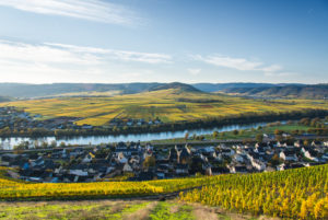 Vineyards in autumn colors near Klüsserath with a view of the Moselle Vineyards in autumn colors near Klüsserath with a view of the Moselle