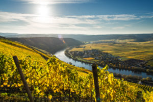 Vineyards in autumn colors near Klüsserath with a view of the Moselle Vineyards in autumn colors near Klüsserath with a view of the Moselle