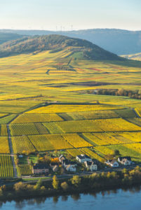 Weinberge in Herbstfarben bei Klüsserath mit Blick auf die Mosel Weinberge in Herbstfarben bei Klüsserath mit Blick auf die Mosel