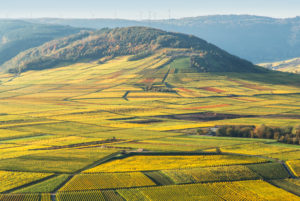 Vineyards in autumn colors near Klüsserath with a view of the Moselle Vineyards in autumn colors near Klüsserath with a view of the Moselle
