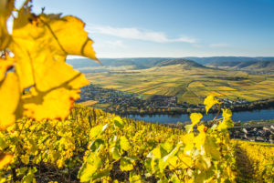 Weinberge in Herbstfarben bei Klüsserath mit Blick auf die Mosel Weinberge in Herbstfarben bei Klüsserath mit Blick auf die Mosel