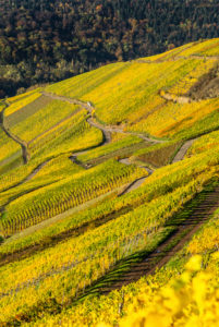 Weinberge in Herbstfarben bei Klüsserath an der Mosel Weinberge in Herbstfarben bei Klüsserath an der Mosel