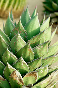 Close-up of a green aloe vera plant with pointed tips and speckled leaves.