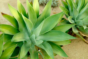 Green succulent plants with thick, fleshy leaves growing in sandy soil.