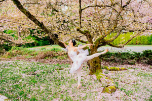 Ballerina posing elegantly beneath blossoming cherry tree in a vibrant garden. WA, USA