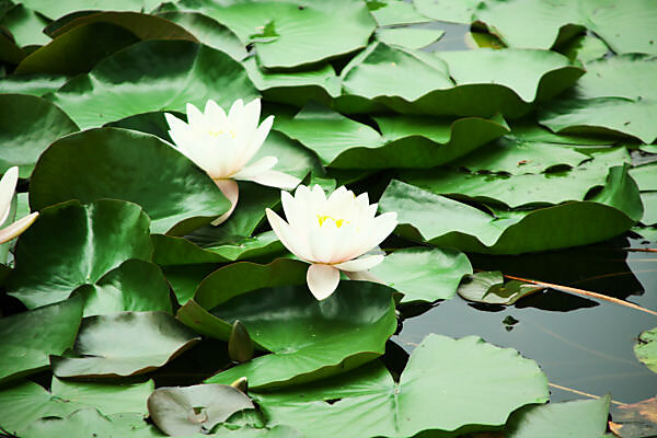 Master Lotus (Grand Master)- One of Blooming Machine Bowl Lotus( Winner) –  Bergen Water Gardens, Lotus Paradise