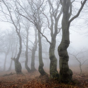 Mysterious forest in the fog, bizarre overgrown bare beech trees, autumn, Ore Mountains, Czech Republic Mysterious forest in the fog, bizarre overgrown bare beech trees, autumn, Ore Mountains, Czech Republic