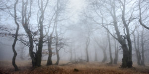 Mysterious forest in the fog, bizarre overgrown bare beech trees, autumn, Ore Mountains, Czech Republic Mysterious forest in the fog, bizarre overgrown bare beech trees, autumn, Ore Mountains, Czech Republic