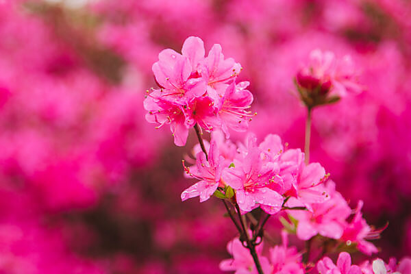 Bildagentur | mauritius images | Japanese Azalea - Rhododendron 'Eddy'