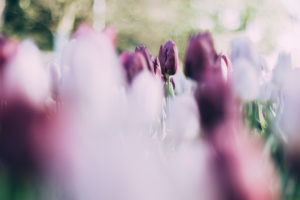 Tulip field in Bielefeld in spring, Tulip field in Bielefeld in spring,