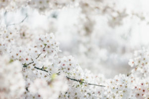 Weiße Kirschblüten in der Frühlingssonne, Weiße Kirschblüten in der Frühlingssonne,