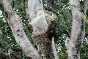 Doppelbelichtung von einem abgestorbenen Baum mit einer gesunden Buche, Doppelbelichtung von einem abgestorbenen Baum mit einer gesunden Buche,