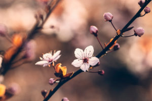 Frühlingsblüten im April, Frühlingsblüten im April,