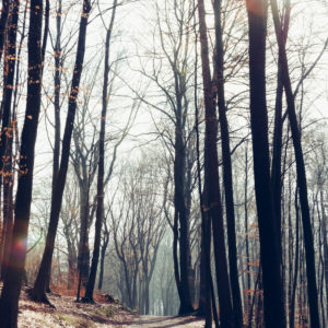 Februar im Teutoburger Wald, der Frühling ist schon leicht spüren Februar im Teutoburger Wald, der Frühling ist schon leicht spüren