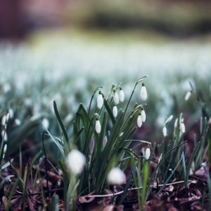 Ein Spaziergang durch den botanischen Garten in Bielefeld im Februar, die ersten Frühlingsboten Ein Spaziergang durch den botanischen Garten in Bielefeld im Februar, die ersten Frühlingsboten