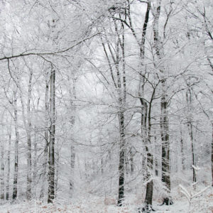 Winterlicher Teutoburger Wald mit Schnee, Winterlicher Teutoburger Wald mit Schnee,