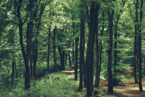 Frühling im Teutoburger Wald, Frühling im Teutoburger Wald,
