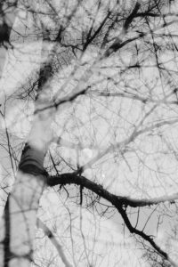 Alienation of a birch in autumn, moon in the tree trunk