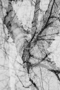 Alienation of a birch in autumn, close-up