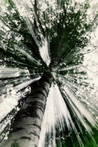 Baum im Gegenlicht Baum im Gegenlicht