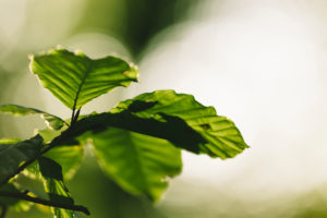 Green leaves in backlight, close-up Green leaves in backlight, close-up