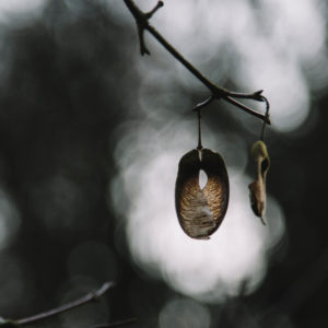 Autumnal leaves on tree, close-up