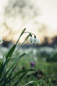 Wiese mitFrühlingsknotenblume im Frühjahr, close-up, Leucojum vernum Wiese mitFrühlingsknotenblume im Frühjahr, close-up, Leucojum vernum