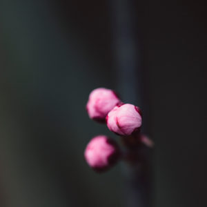 Blossoms of a fruit tree, close-up
