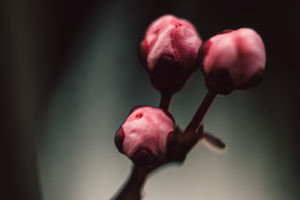Blossoms of a fruit tree, close-up Blossoms of a fruit tree, close-up