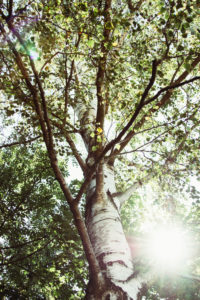 Birch in the summer, close-up Birch in the summer, close-up