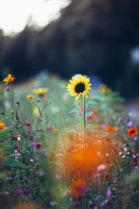 Colorful flower meadow, close-up