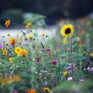 Colorful flower meadow, close-up