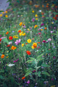 Colorful flower meadow, close-up