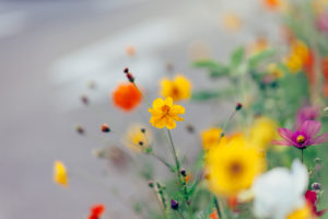 Colorful flower meadow, close-up