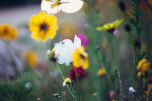 Colorful flower meadow, close-up