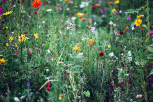 Colorful flower meadow, close-up Colorful flower meadow, close-up