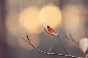 Branch with withered leaf, close-up Branch with withered leaf, close-up