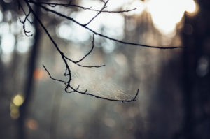 Bald branch with spider web in backlight, close-up